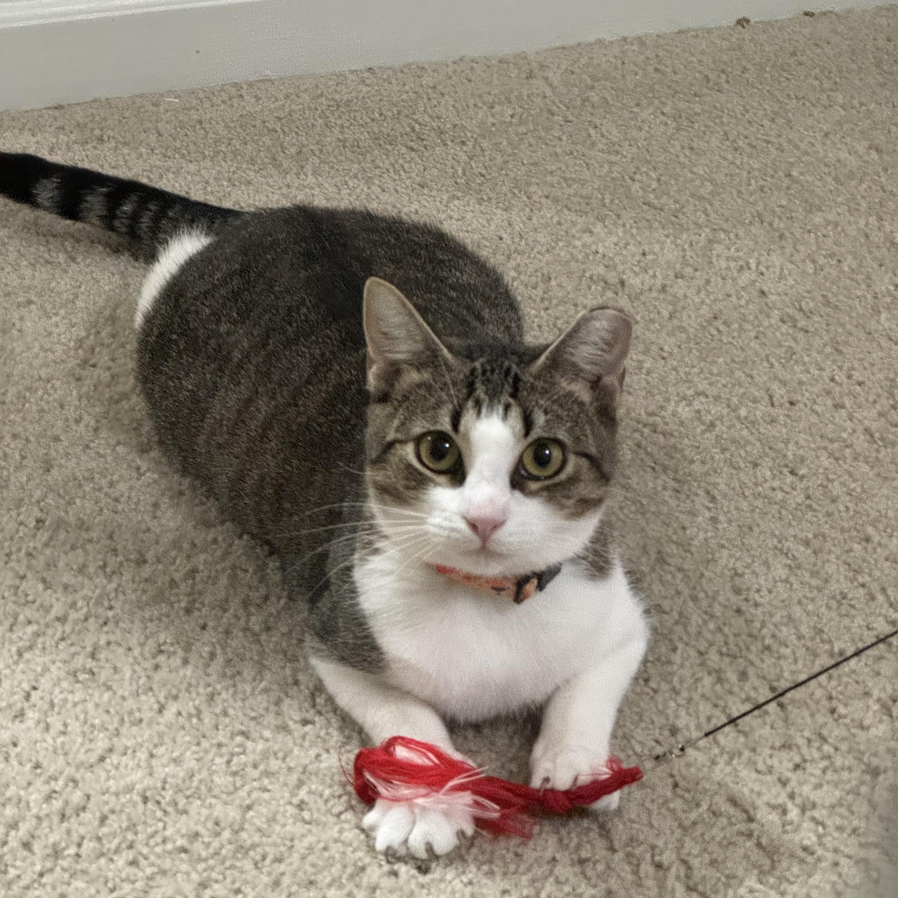 Enlarge Guac, a Adoptable Domestic Short Hair in Lexington Park, MD image 1/6