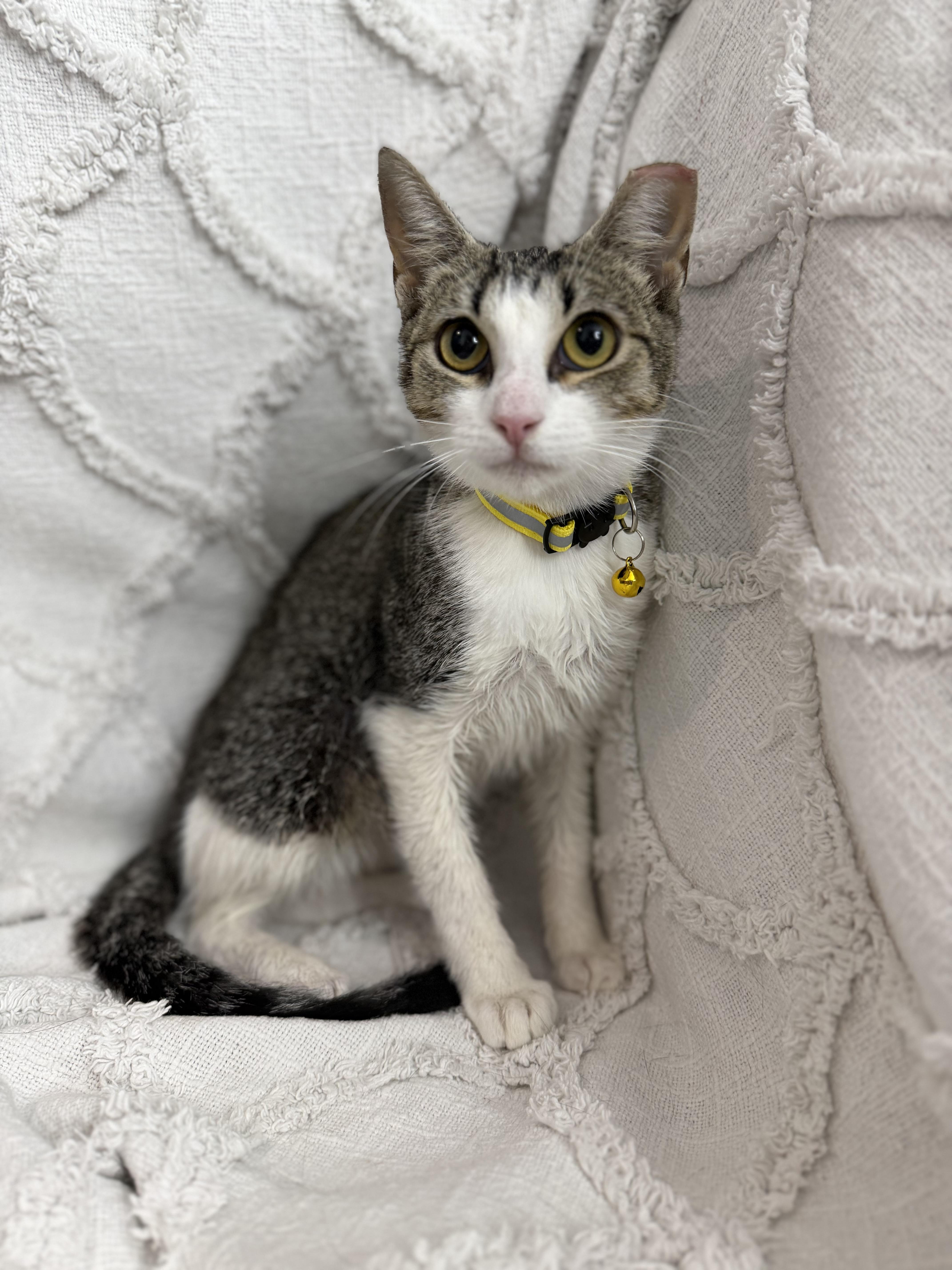 Guac, ADOPTABLE, Young Female Domestic Short Hair.