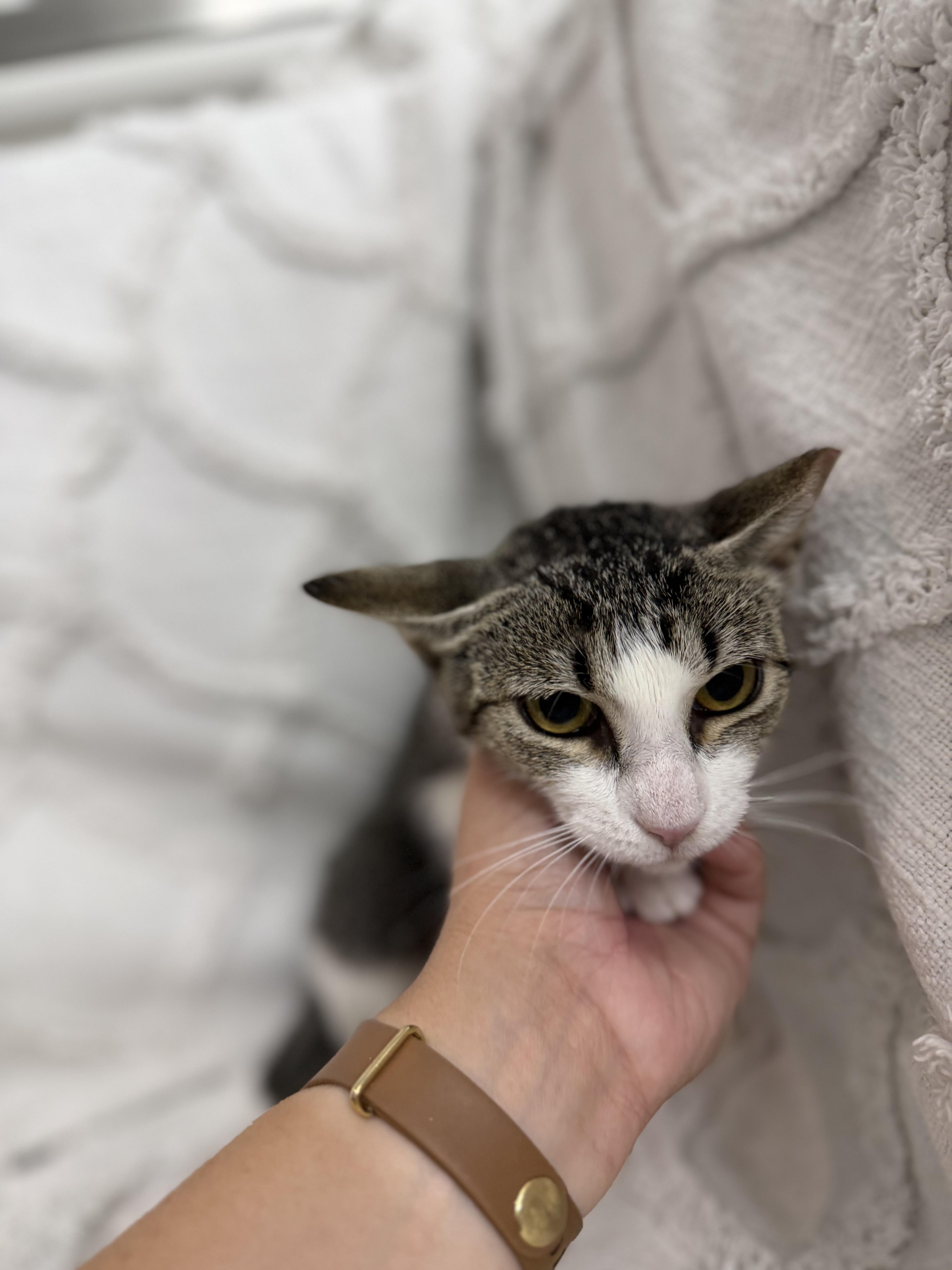 Guac, a ADOPTABLE Domestic Short Hair in Lexington Park, MD image 3/3