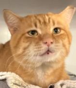 Enlarge Tango, a Adoptable Domestic Short Hair in Milwaukee, WI image 1/1