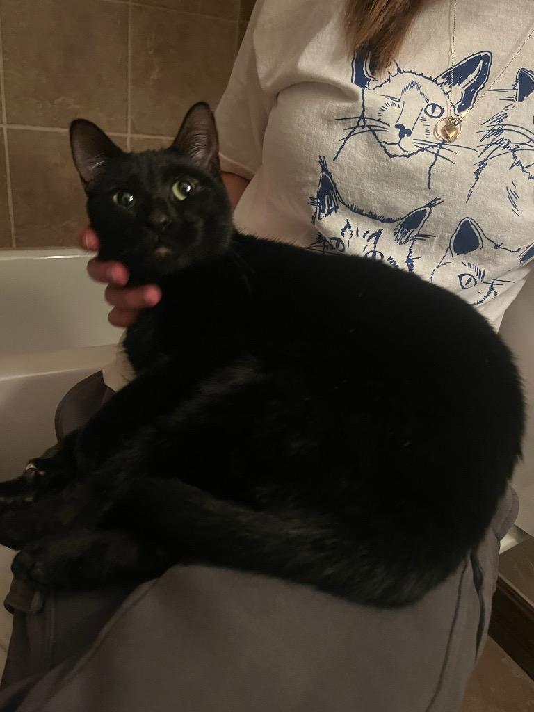 Jenny, Adoptable, Young Female Bombay.