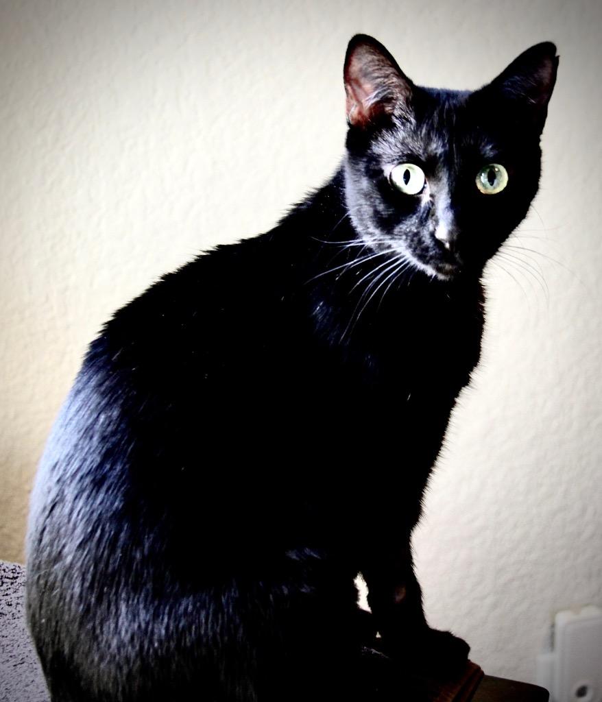 Jenny, a Adoptable Bombay in Lewisville, TX image 5/5