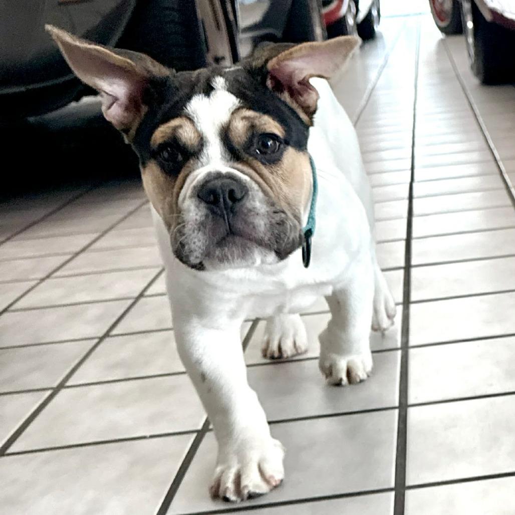 Winston, Adoptable, Puppy Male English Bulldog & Beagle.