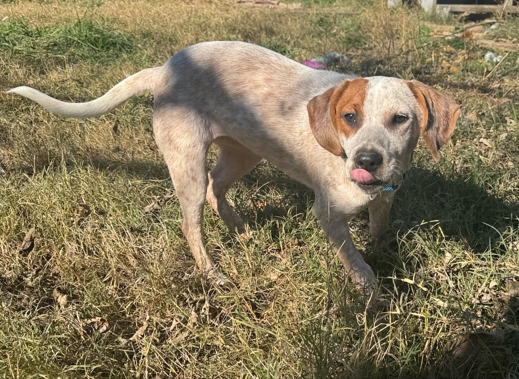 Enlarge Frances, a Adoptable mixed breed in Bradenton, FL image 1/6