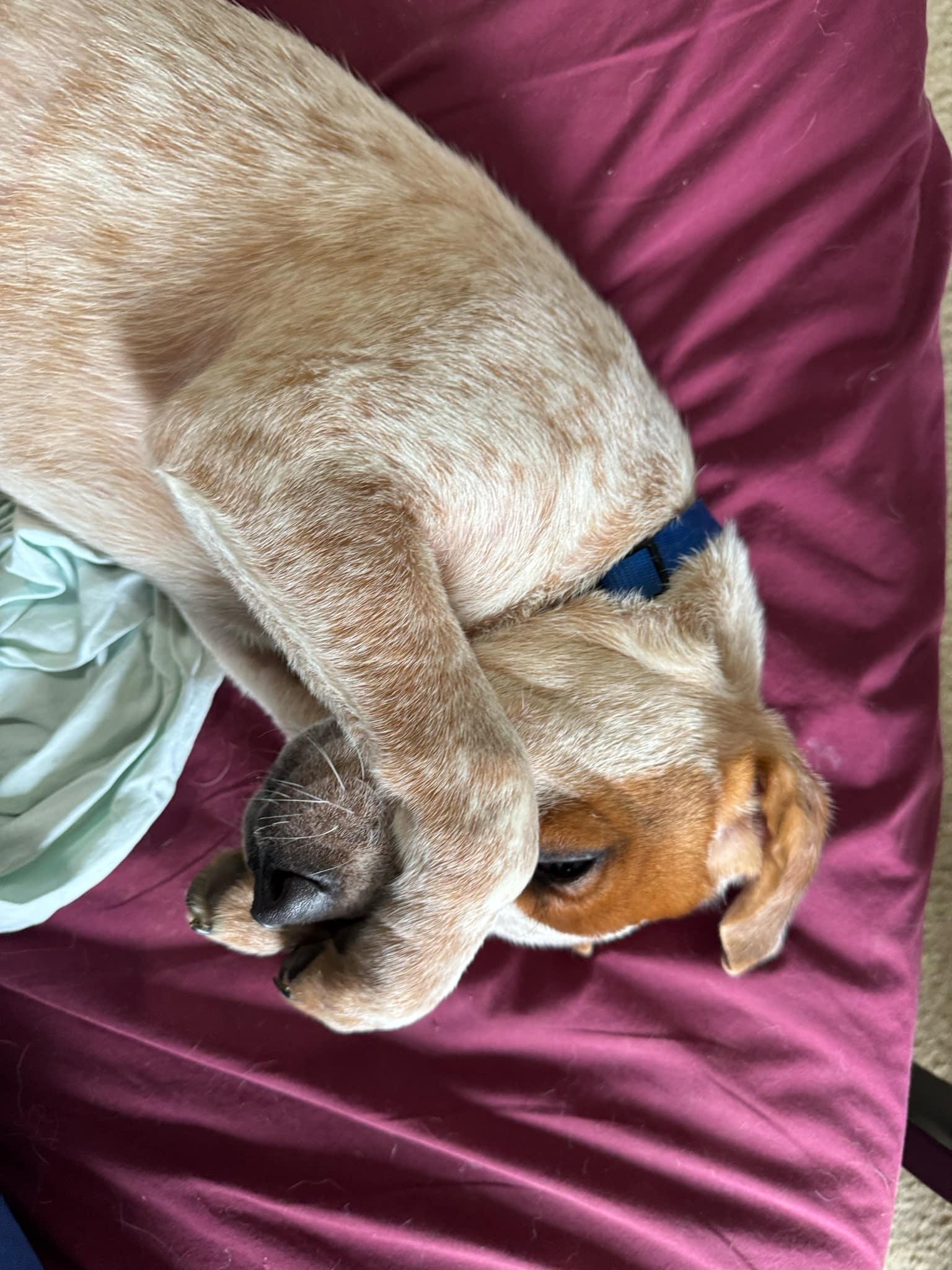 Enlarge Frances, a Adoptable mixed breed in Bradenton, FL image 2/6