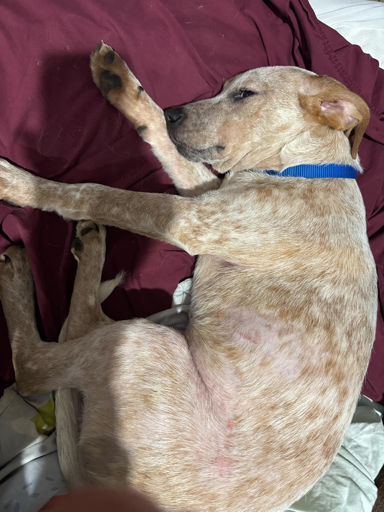 Enlarge Frances, a Adoptable mixed breed in Bradenton, FL image 3/6