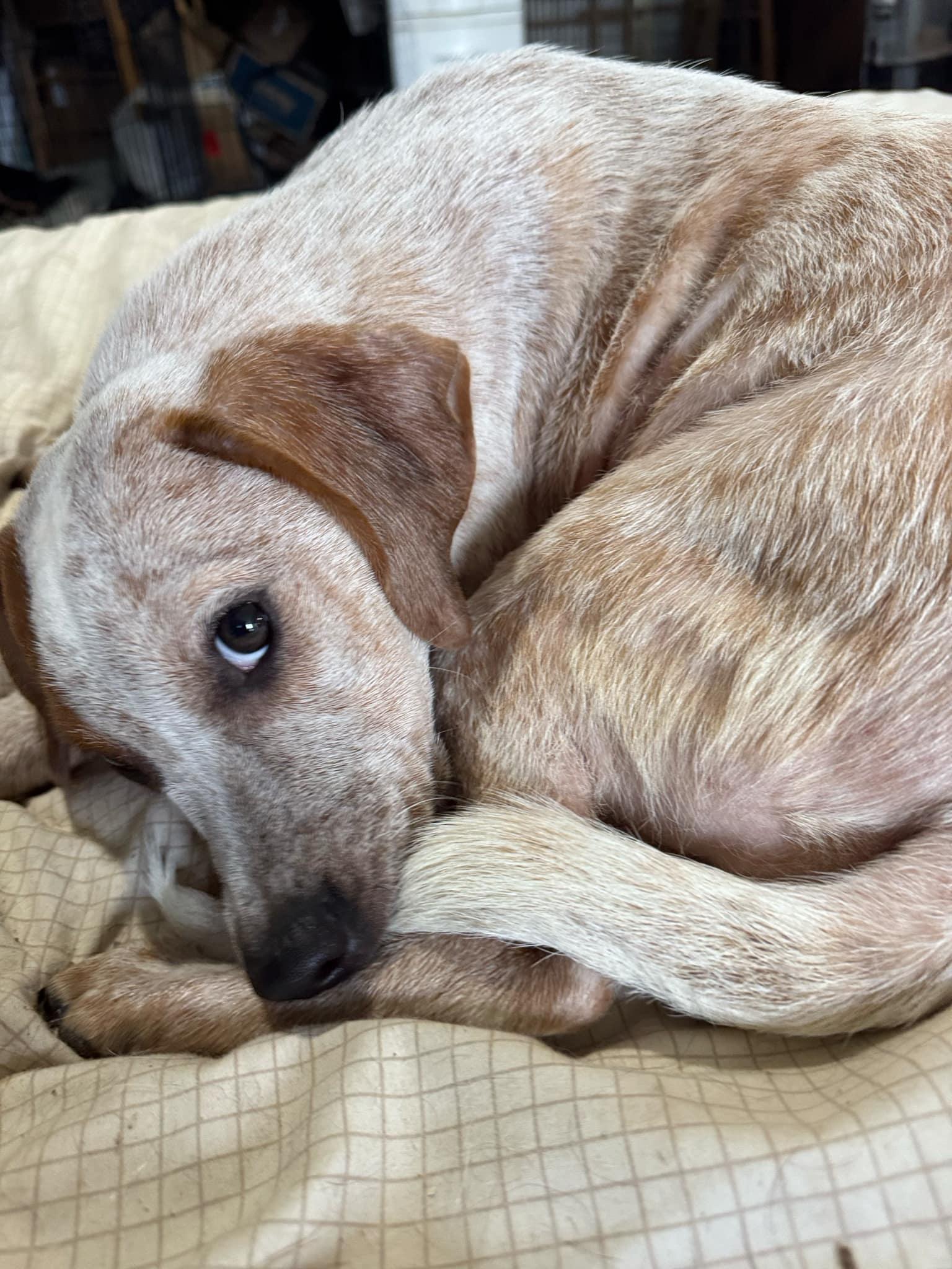 Enlarge Frances, a Adoptable mixed breed in Bradenton, FL image 5/6