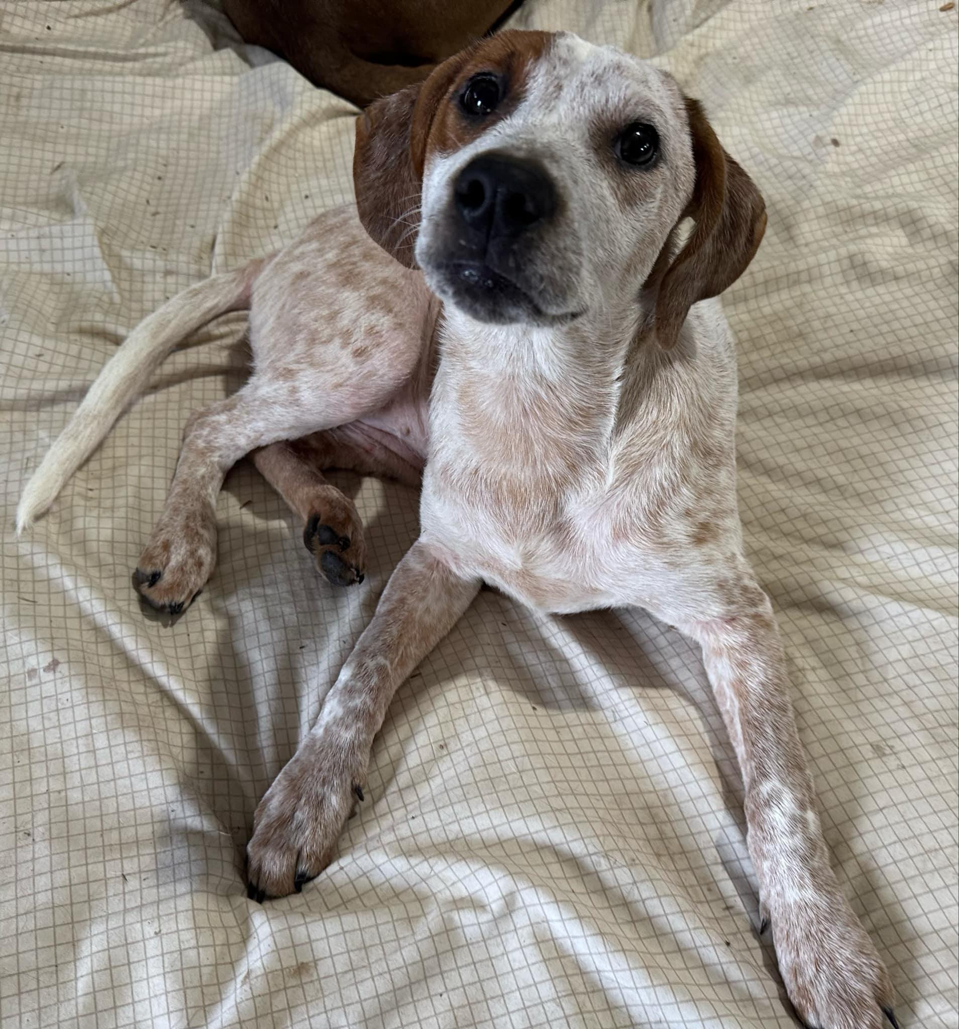 Enlarge Frances, a Adoptable mixed breed in Bradenton, FL image 6/6