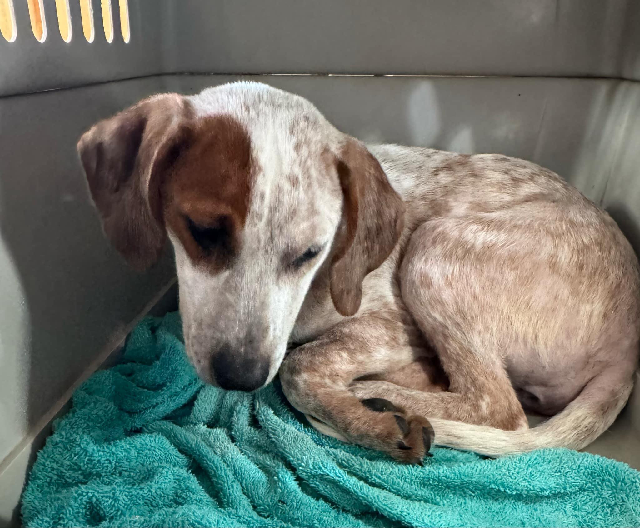 Enlarge Frances, a Adoptable mixed breed in Bradenton, FL image 6/6