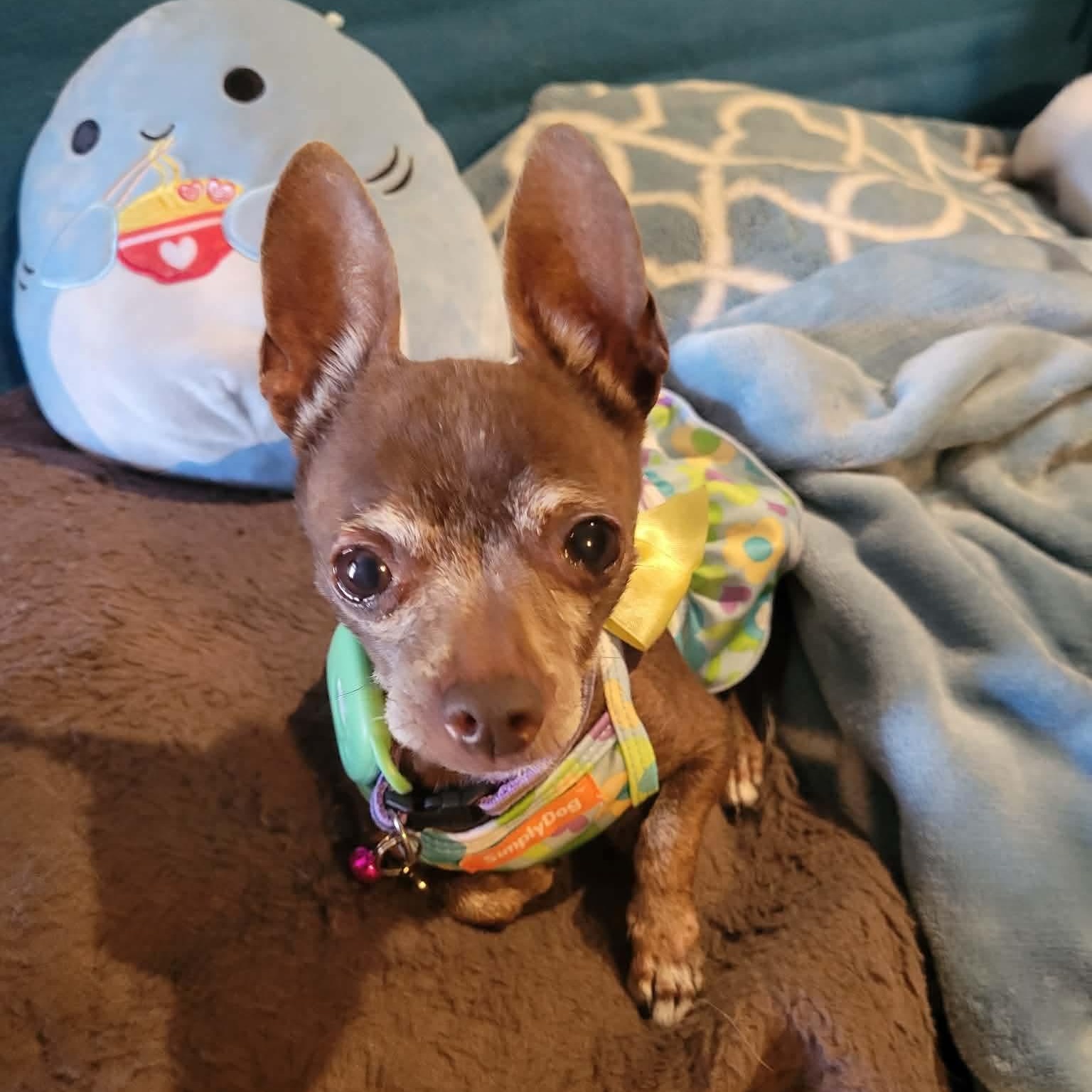 Delia — thumbnail 3