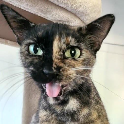 Amber, Adoptable, Adult Female American Shorthair.