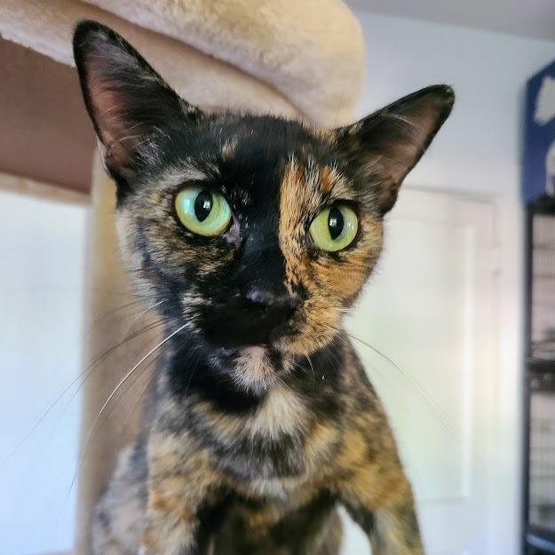 Enlarge Amber, a Adoptable Domestic Short Hair in Denver, CO image 3/4