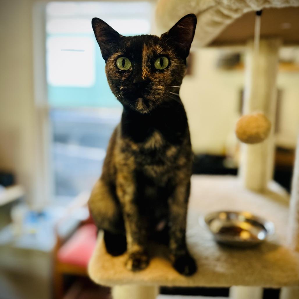 Enlarge Amber, a Adoptable Domestic Short Hair in Denver, CO image 4/4