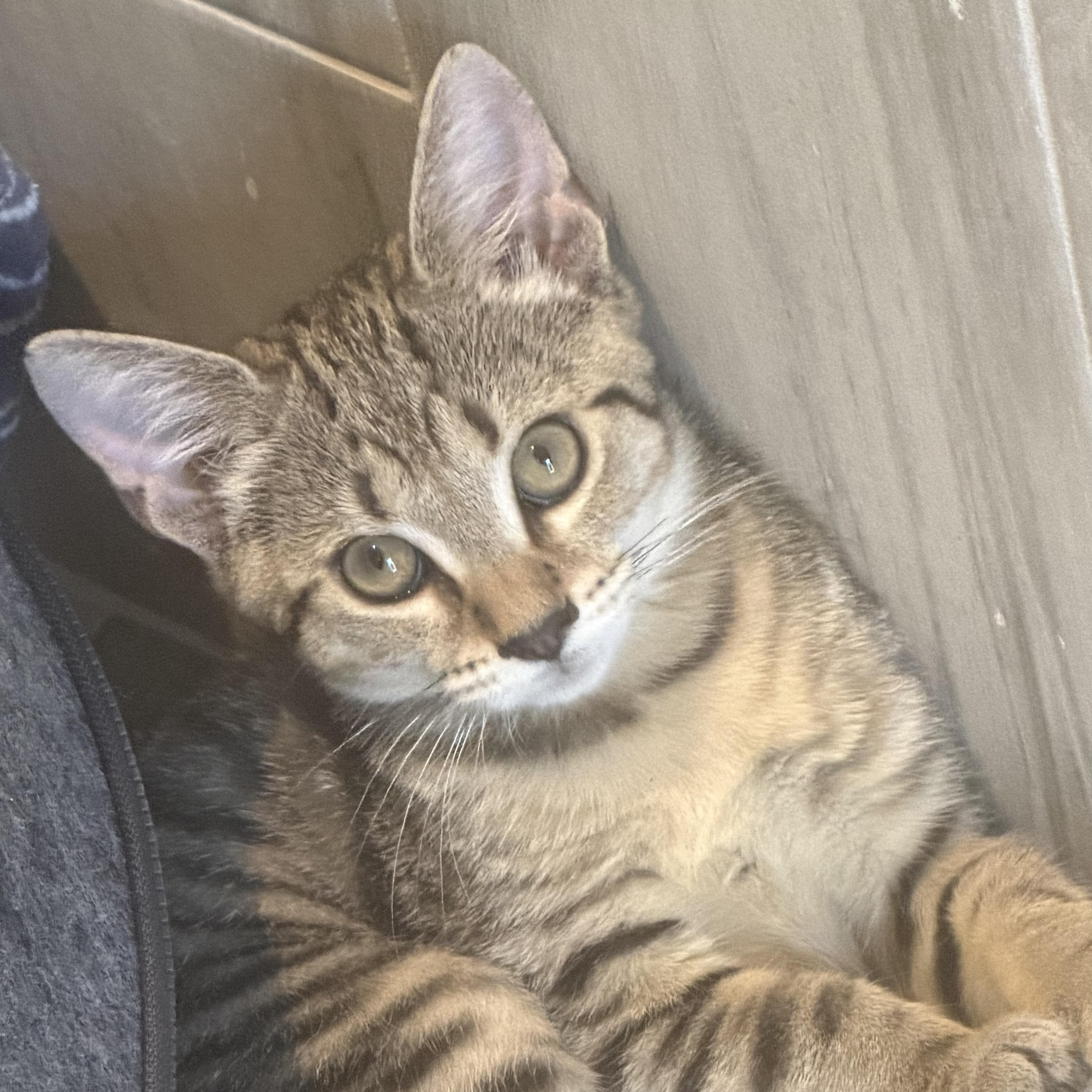 Leo, ADOPTABLE, Kitten Male Domestic Short Hair.