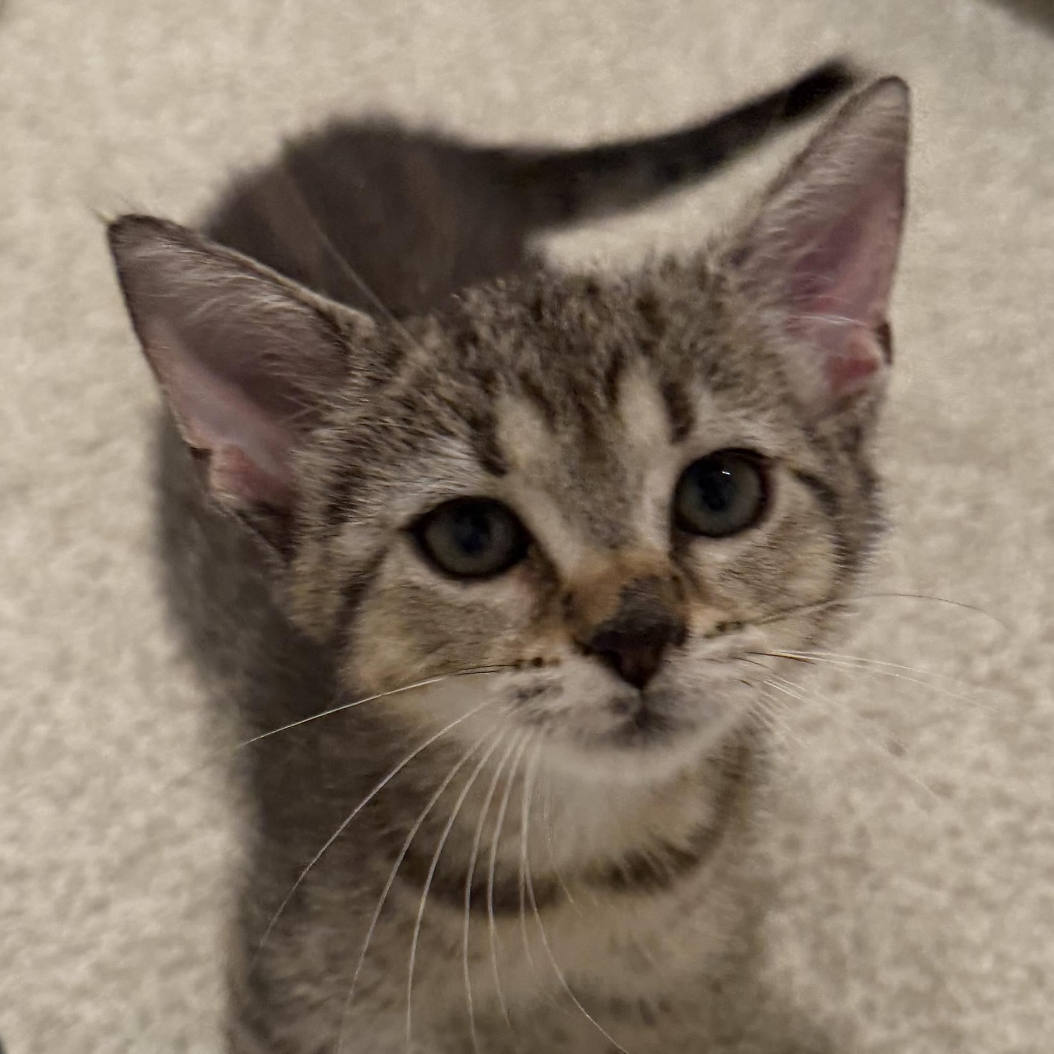 Enlarge Leo, a ADOPTABLE Domestic Short Hair in Charlotte, NC image 3/3
