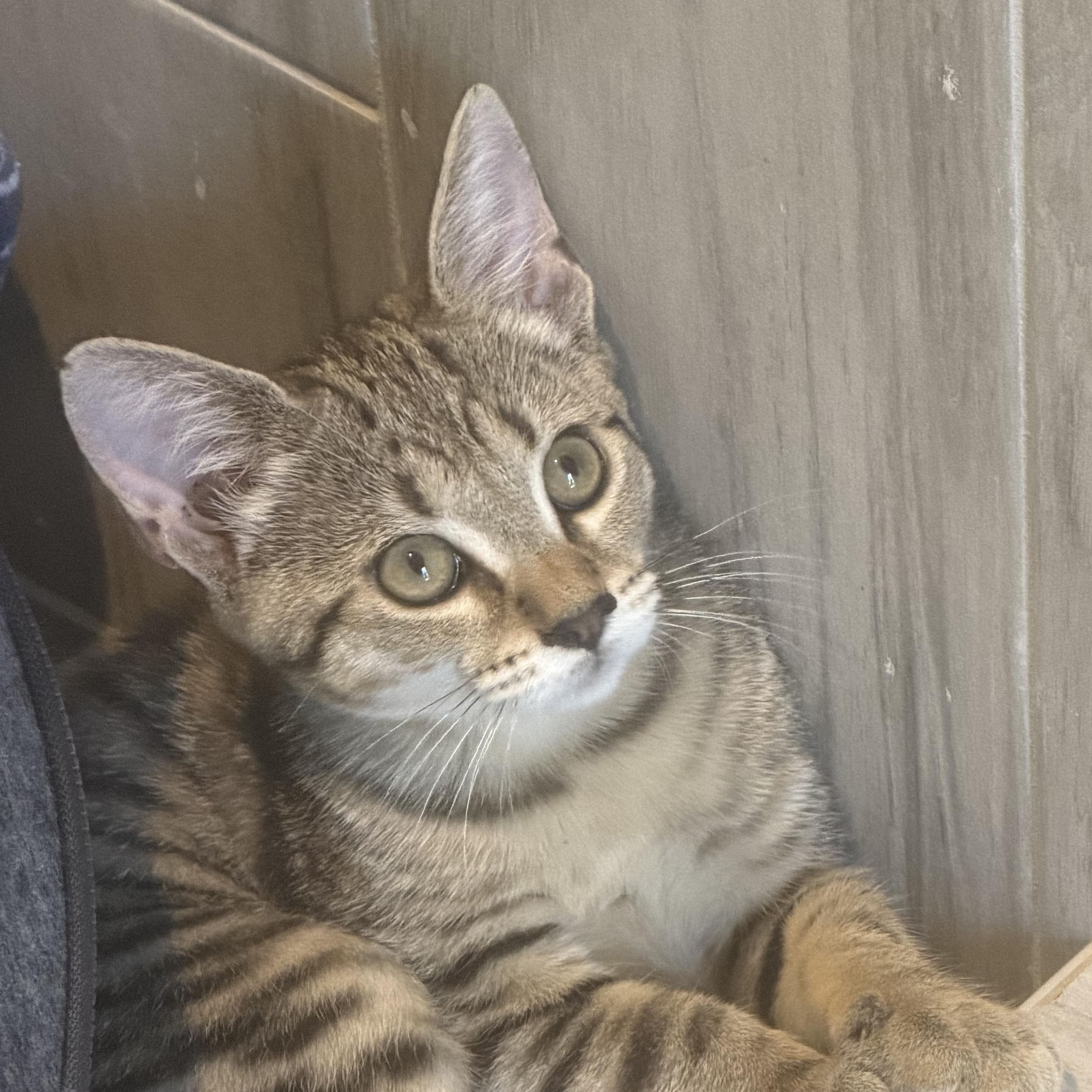 Enlarge Leo, a ADOPTABLE Domestic Short Hair in Charlotte, NC image 2/3
