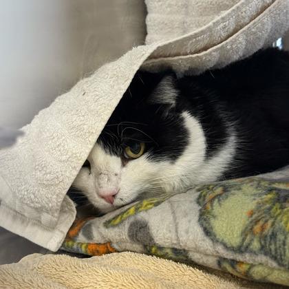 Enlarge Tux, a Adoptable mixed breed in Madison, WI image 1/3