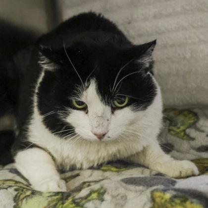 Enlarge Tux, a Adoptable mixed breed in Madison, WI image 2/3