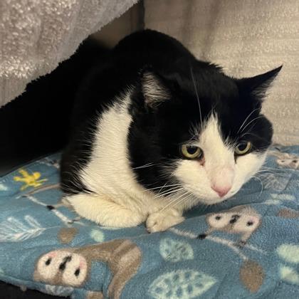 Enlarge Tux, a Adoptable mixed breed in Madison, WI image 3/3