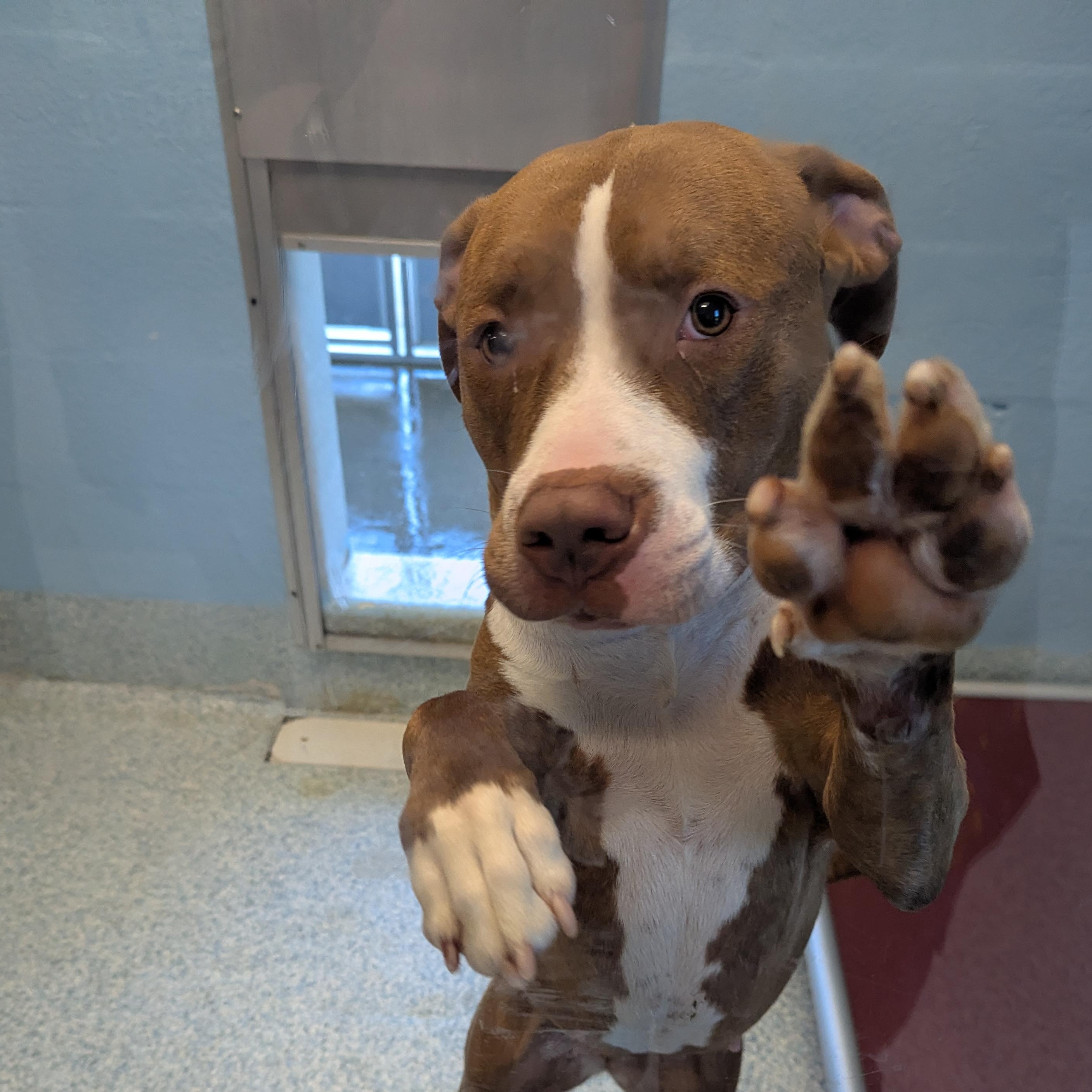 Brownie, a ADOPTABLE Pit Bull Terrier in Stafford, VA image 2/3