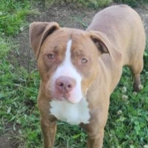 Brownie, a ADOPTABLE Pit Bull Terrier in Stafford, VA image 3/3