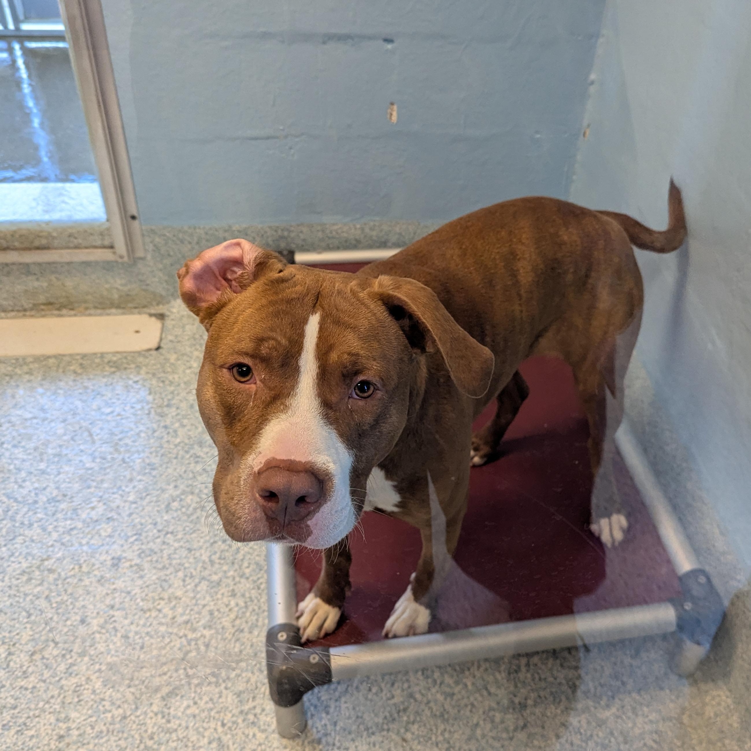 Brownie, ADOPTABLE, Young Female Pit Bull Terrier.