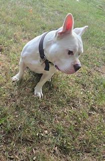 Ghost--BIG LOVE!, a Adoptable mixed breed in Franklin, TN image 5/5