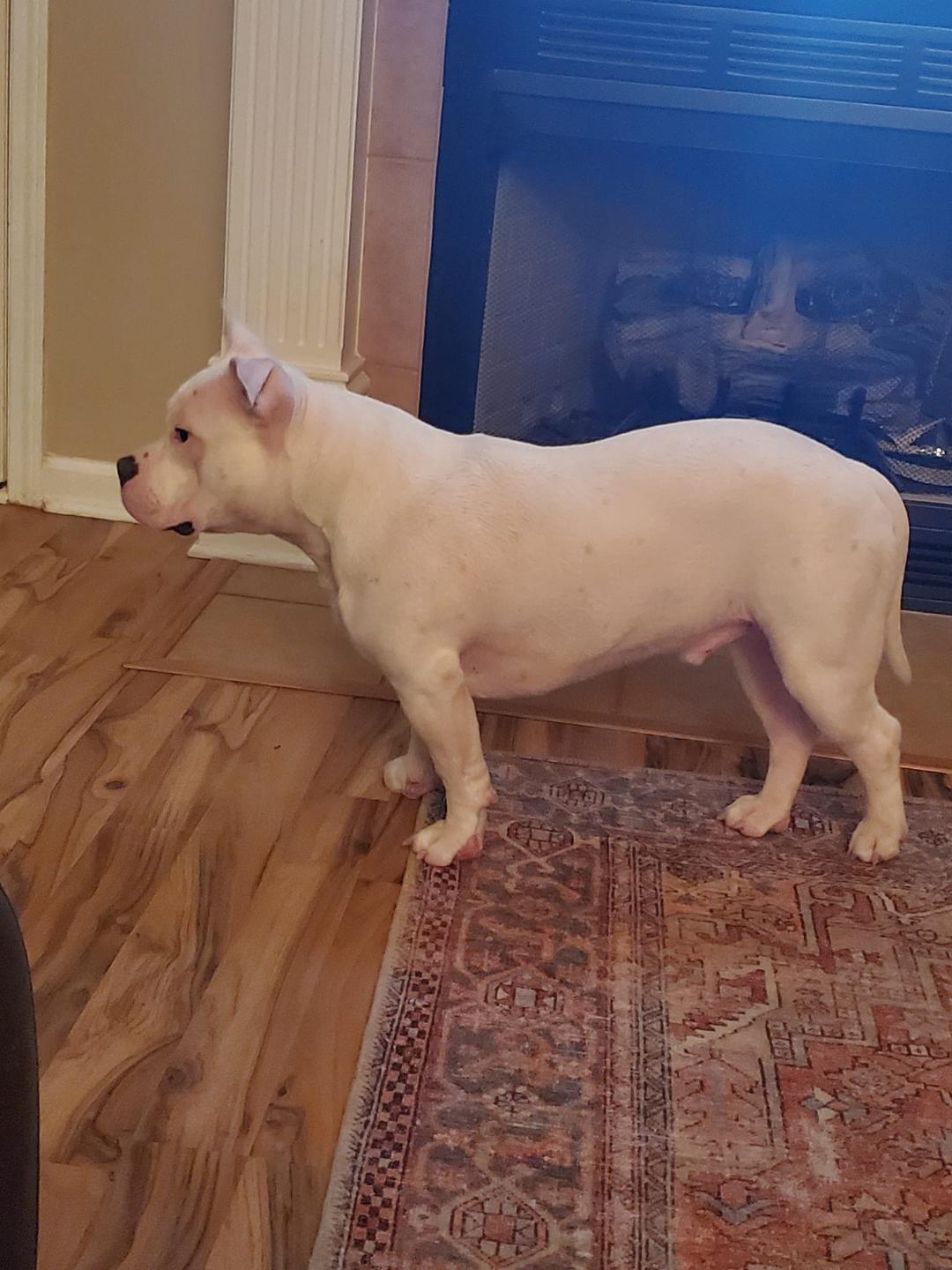 Ghost--BIG LOVE!, a Adoptable mixed breed in Franklin, TN image 4/5