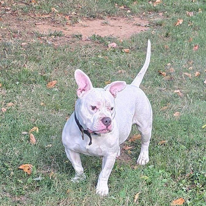Ghost--BIG LOVE!, a Adoptable mixed breed in Franklin, TN image 1/5