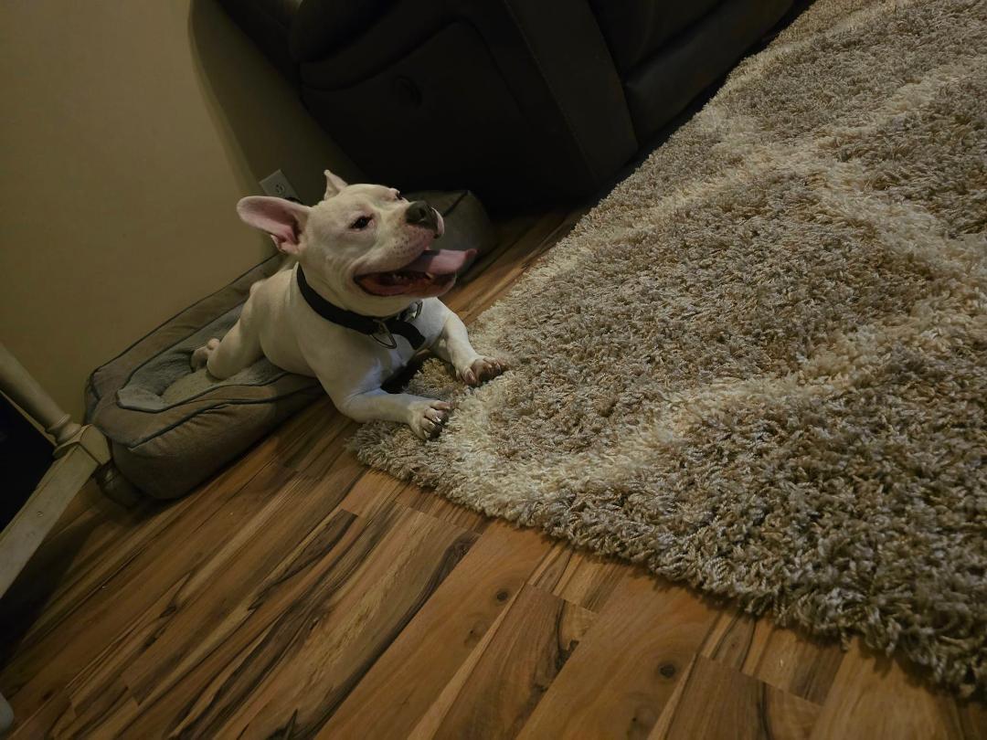 Ghost--BIG LOVE!, a Adoptable mixed breed in Franklin, TN image 3/5