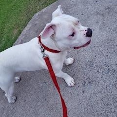 Ghost--BIG LOVE!, a Adoptable mixed breed in Franklin, TN image 2/5