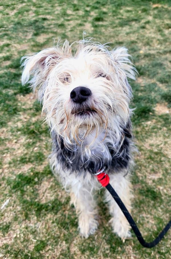 Enlarge Teddy, a Adoptable mixed breed in Pocatello, ID image 1/1