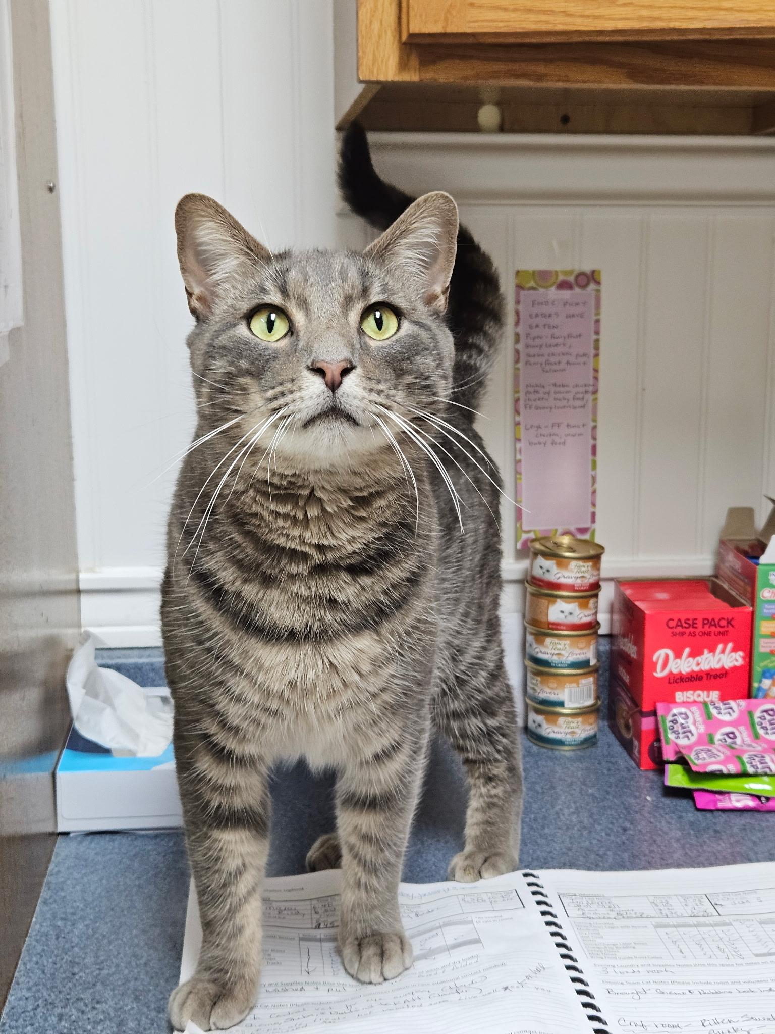 Enlarge Fritz, a ADOPTABLE Domestic Short Hair in Westbrook, CT image 6/6