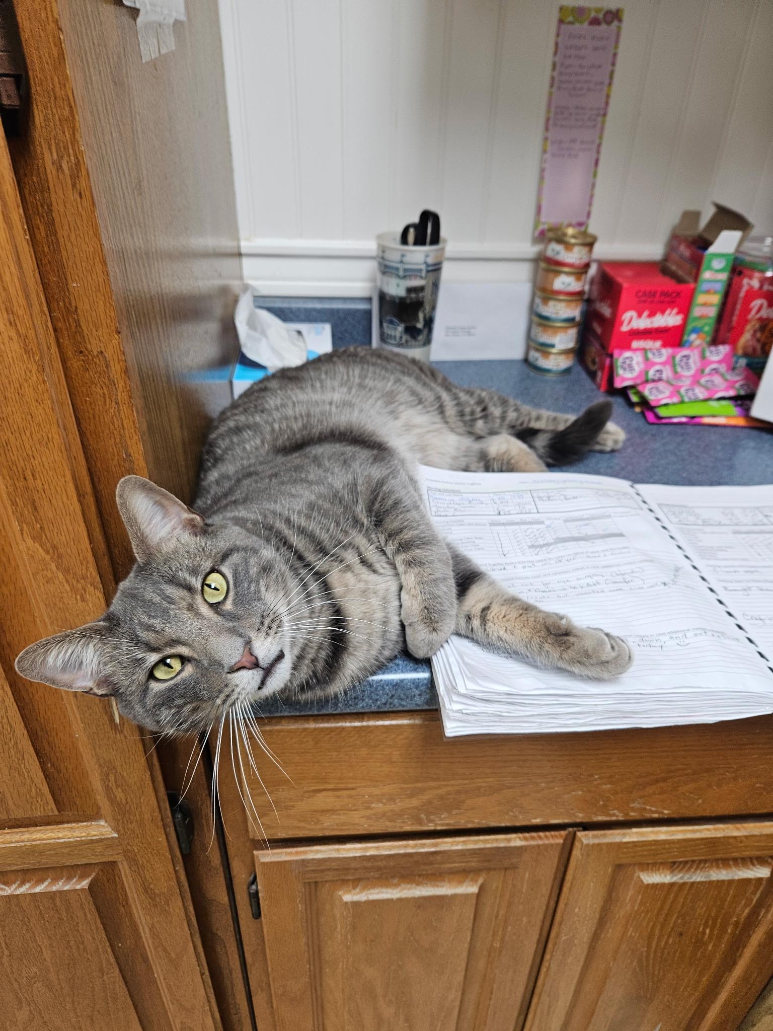 Enlarge Fritz, a ADOPTABLE Domestic Short Hair in Westbrook, CT image 5/6