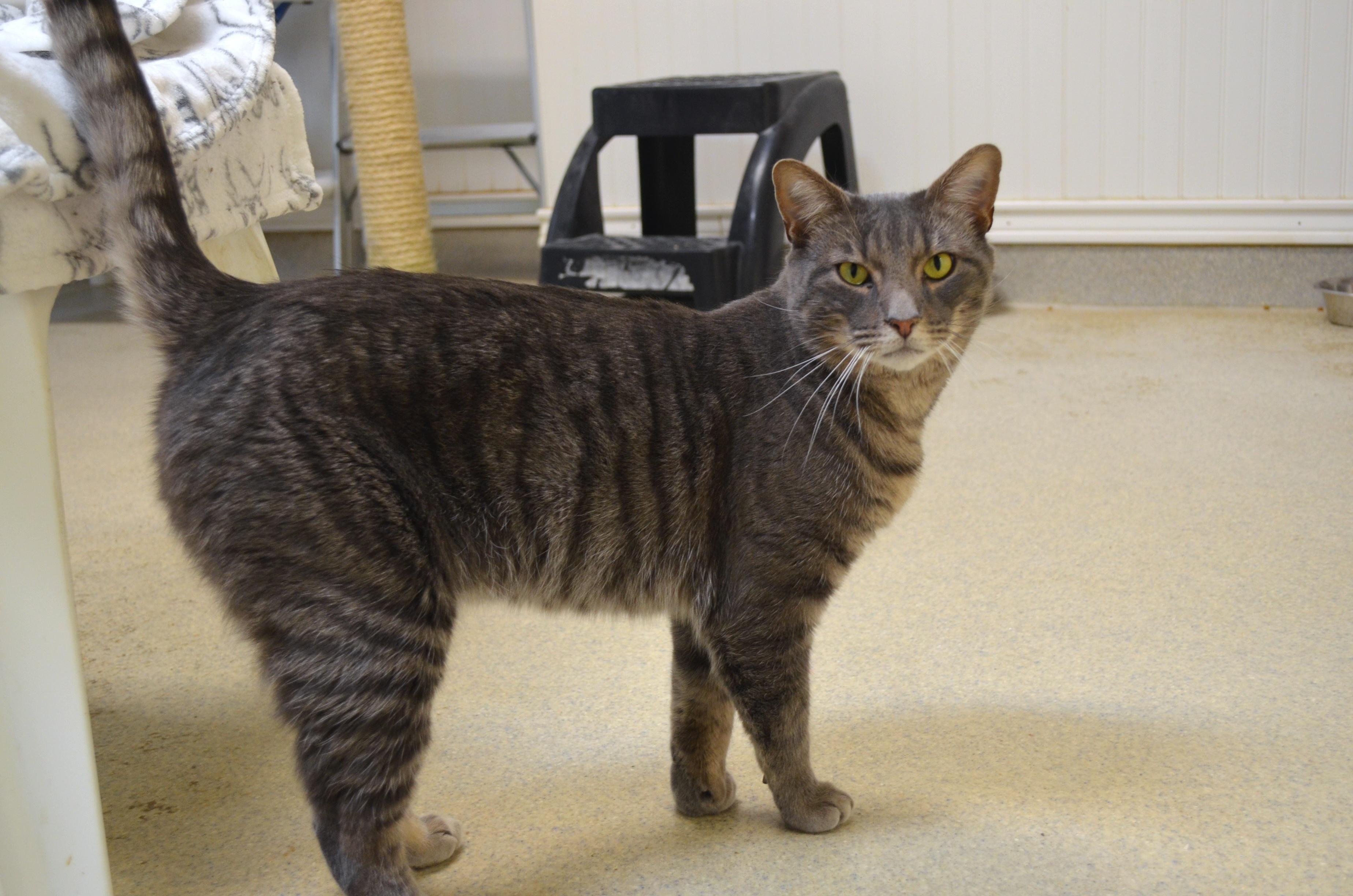 Enlarge Fritz, a ADOPTABLE Domestic Short Hair in Westbrook, CT image 2/6