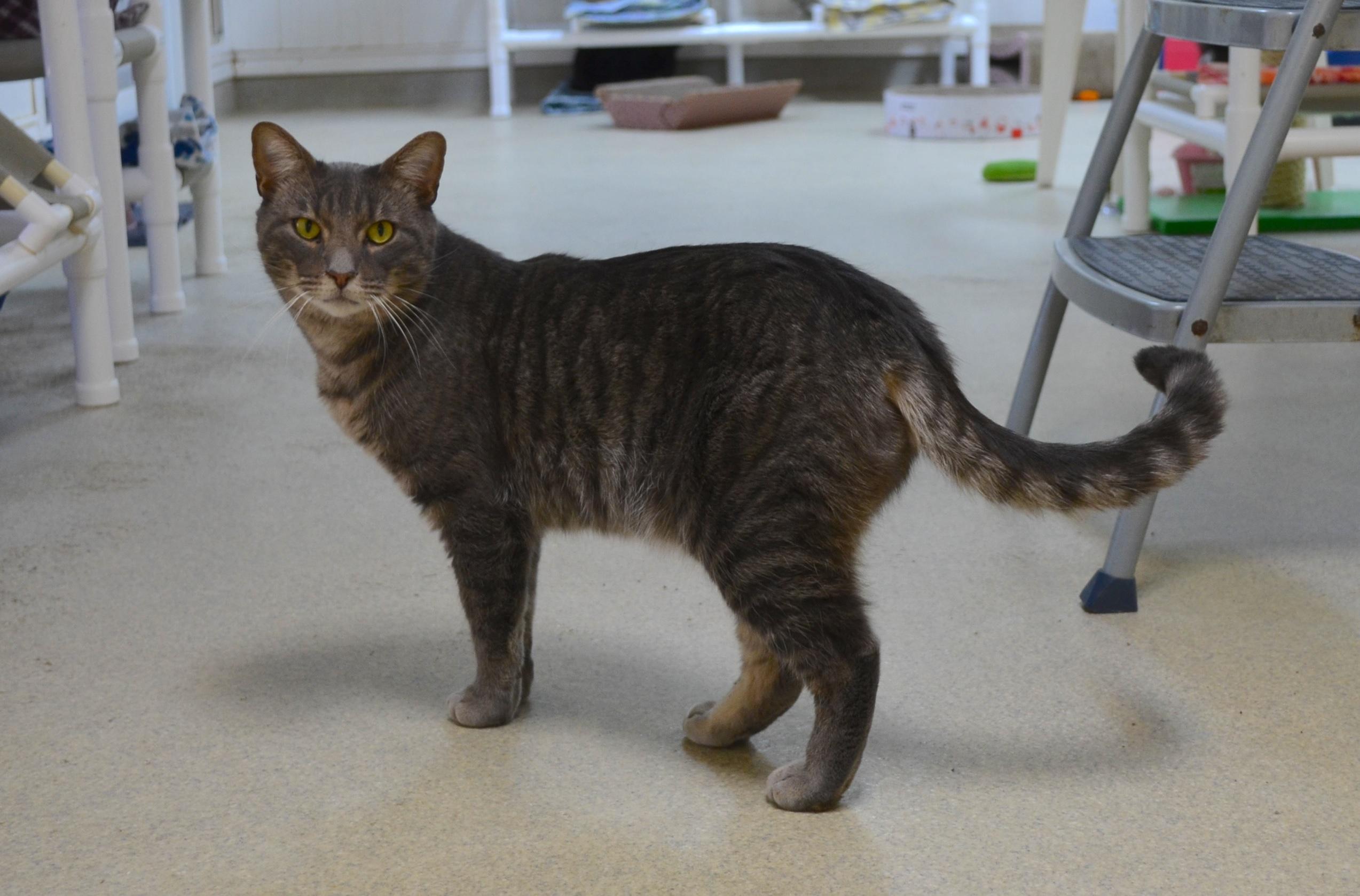 Enlarge Fritz, a ADOPTABLE Domestic Short Hair in Westbrook, CT image 3/6