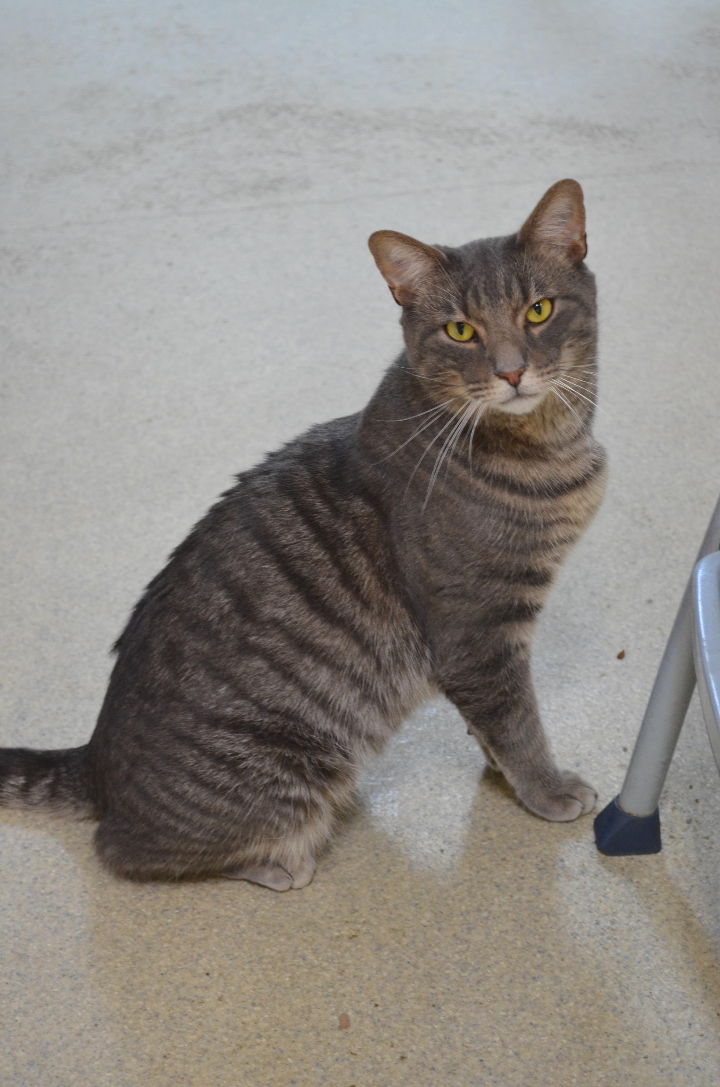 Fritz, ADOPTABLE, Adult Male Domestic Short Hair.