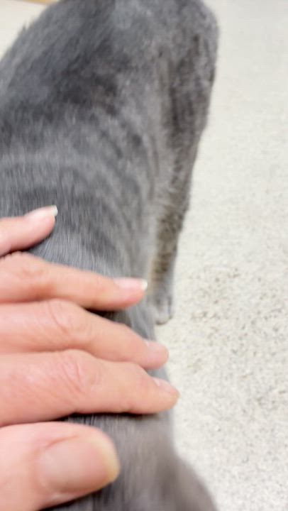 Enlarge Fritz, a ADOPTABLE Domestic Short Hair in Westbrook, CT video 4/6