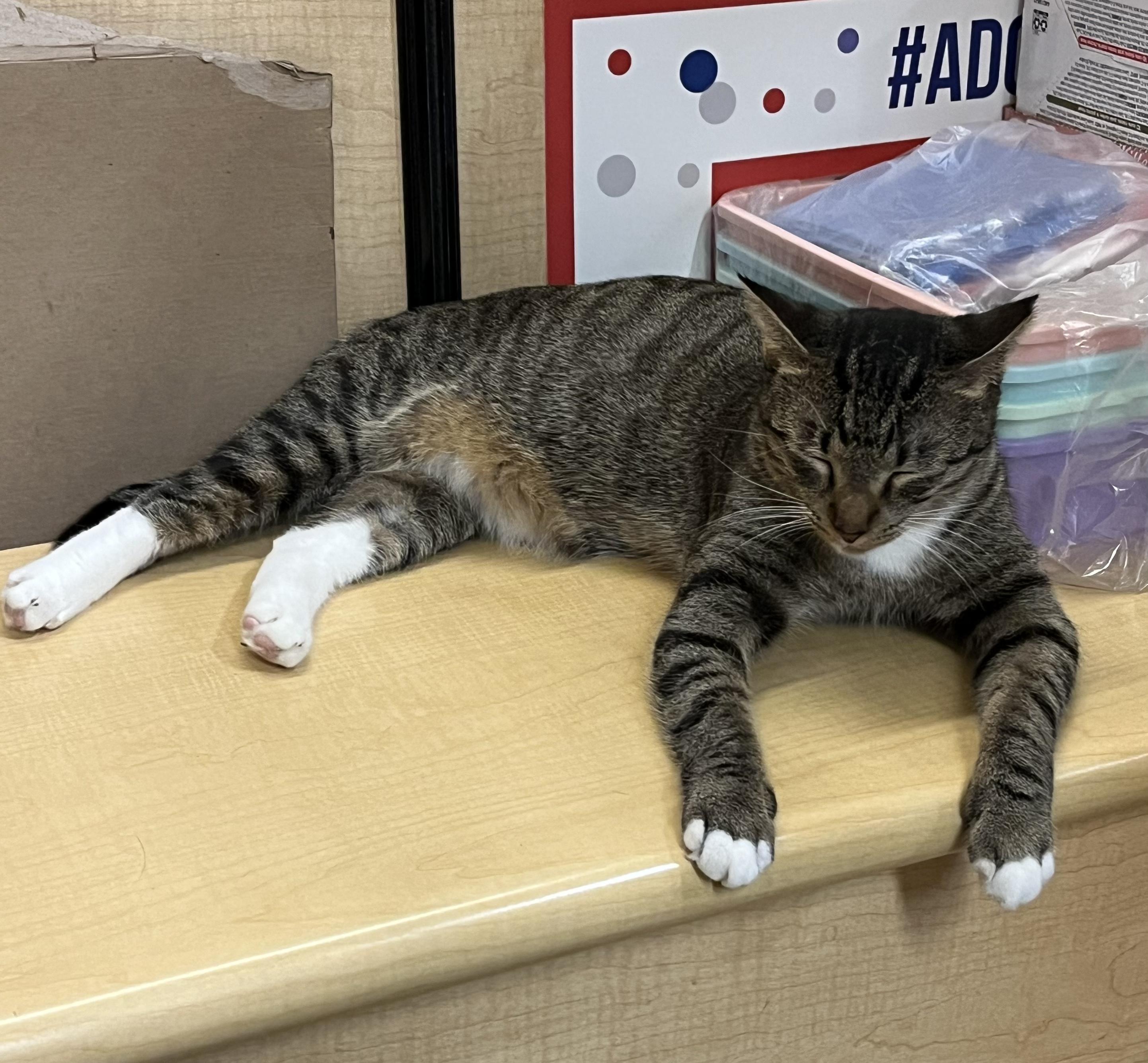 Enlarge Jackson, a Adopted Tabby in Monroe, NC image 2/2