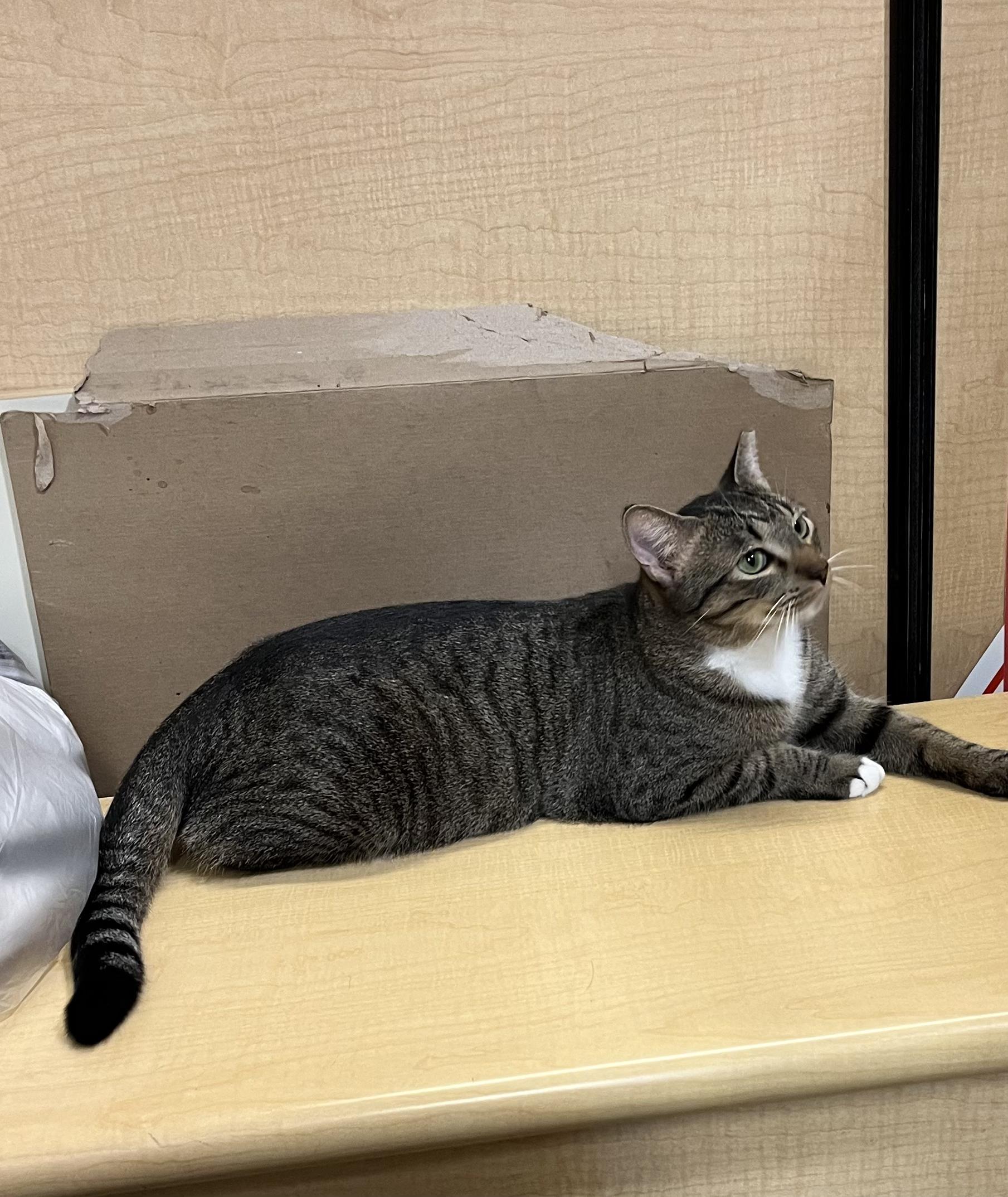 Enlarge Jackson, a Adopted Tabby in Monroe, NC image 1/2
