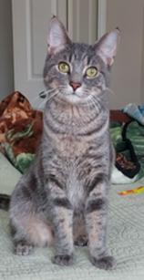 Rocky, Adoptable, Young Male Tabby.