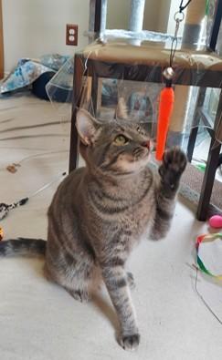 Rocky, a Adoptable Tabby in Macomb, MI image 2/4