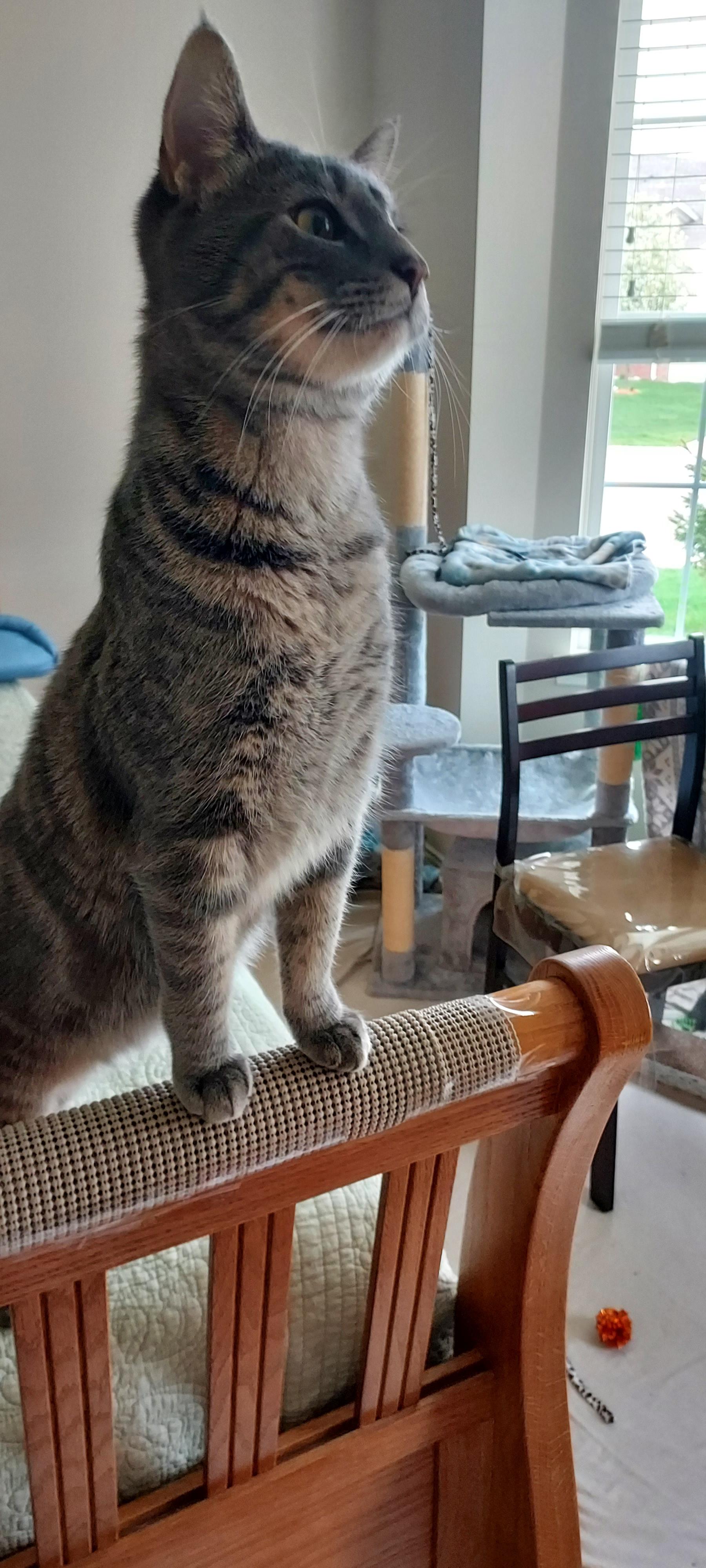 Rocky, a Adoptable Tabby in Macomb, MI image 3/4