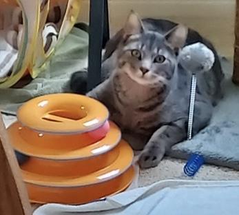 Rocky, a Adoptable Tabby in Macomb, MI image 4/4