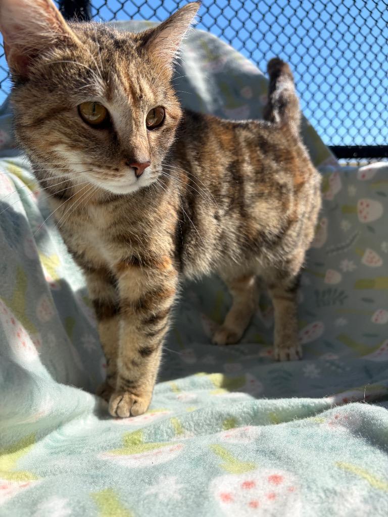 CARMEL, Adopted, Young Female Domestic Short Hair.