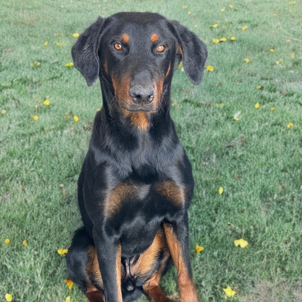 Enlarge Chico, a Adoptable Doberman Pinscher in Kingman, AZ image 1/1