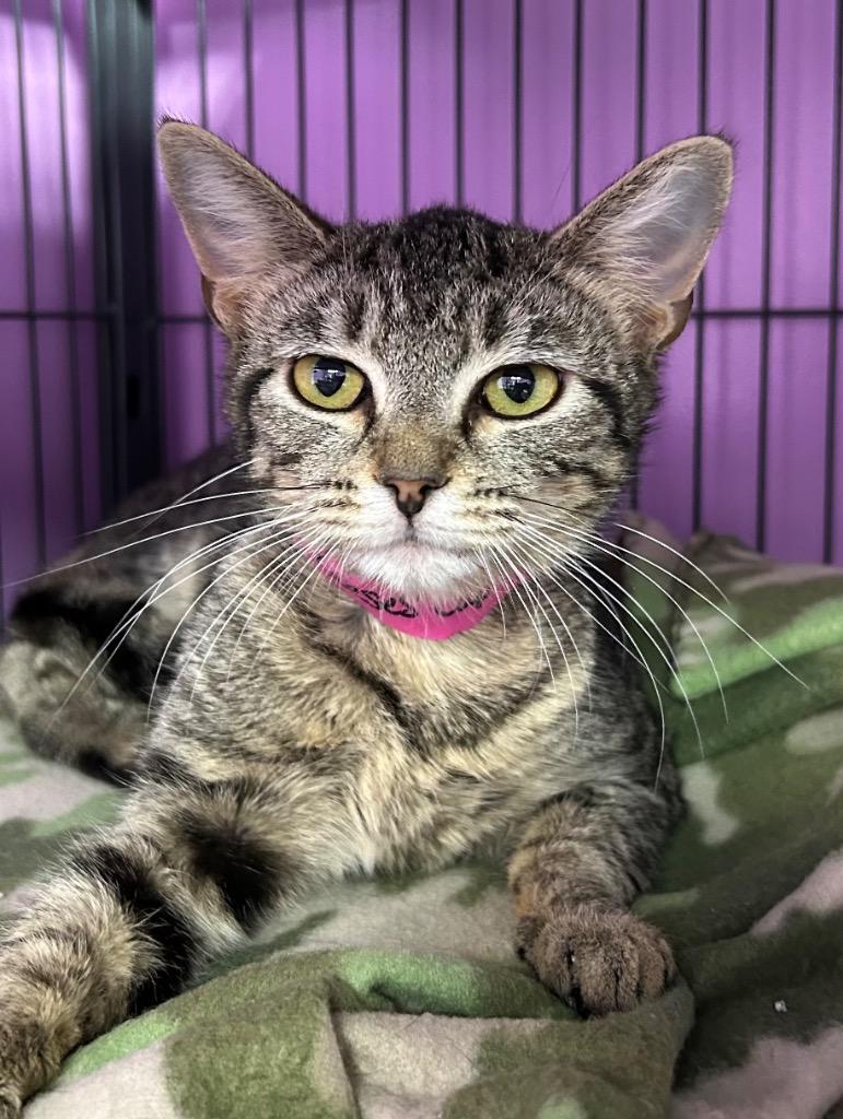 Enlarge Reese Cup, a Adoptable mixed breed in Washington Court House, OH image 1/2