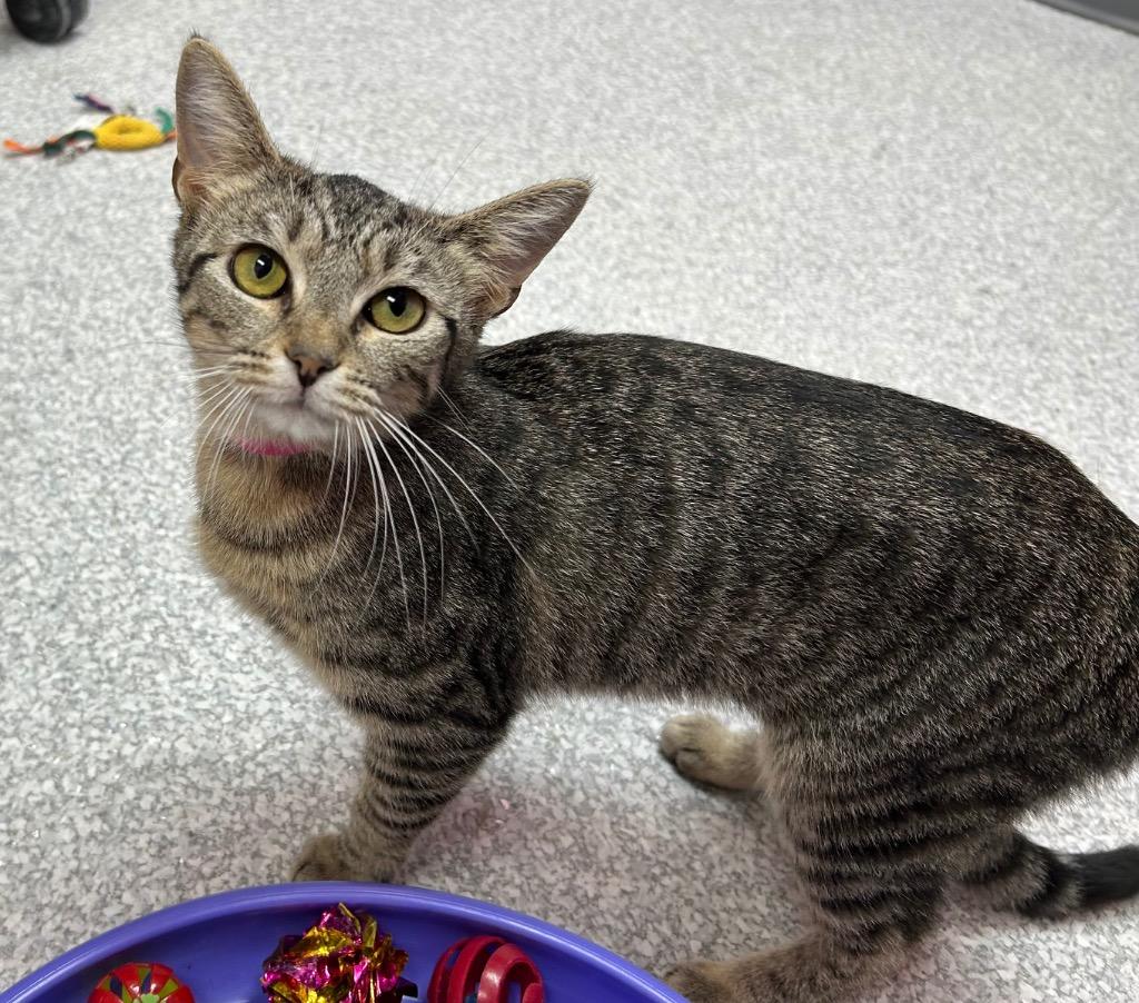 Reese Cup, a Adoptable mixed breed in Washington Court House, OH image 2/3