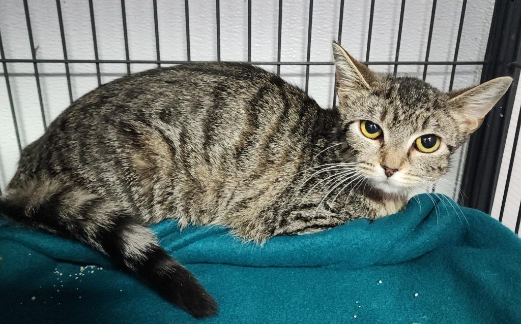 Enlarge Reese Cup, a Adoptable mixed breed in Washington Court House, OH image 2/2