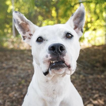Enlarge Xena, a Adoptable mixed breed in Largo, FL image 1/3